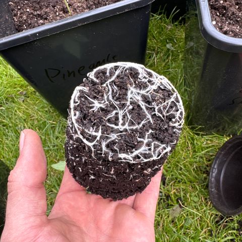 Dos Si Dos 33 #2 growlog timeline photo
