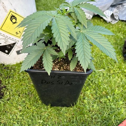 Dos Si Dos 33 #2 growlog timeline photo
