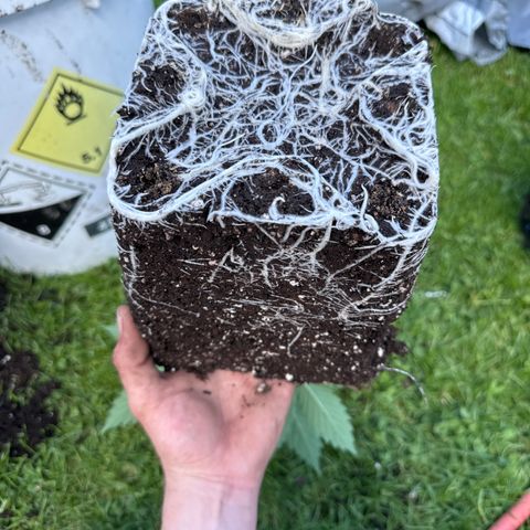 Dos Si Dos 33 #2 growlog timeline photo