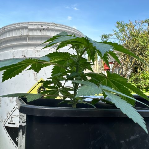 Dos Si Dos 33 #1 growlog timeline photo