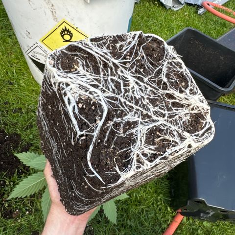 Dos Si Dos 33 #1 growlog timeline photo