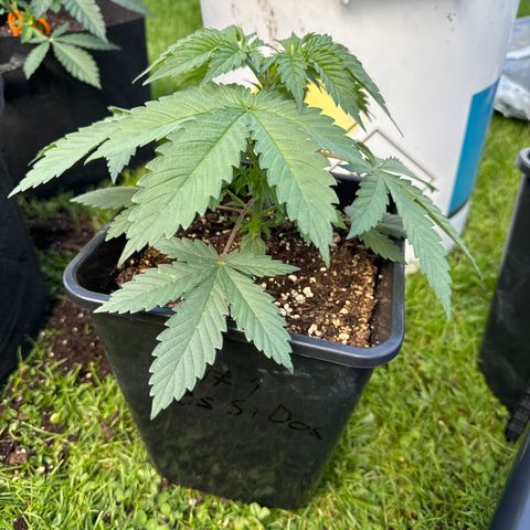 Dos Si Dos 33 #1 growlog timeline photo