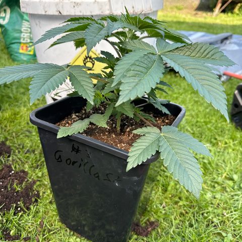 Gorilla Zkittlez #3 growlog timeline photo