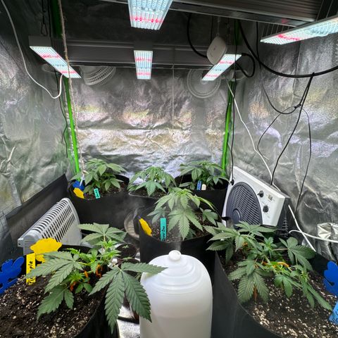 Pineapple Express growlog timeline photo