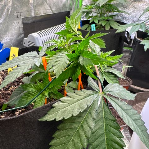 Pineapple Express growlog timeline photo