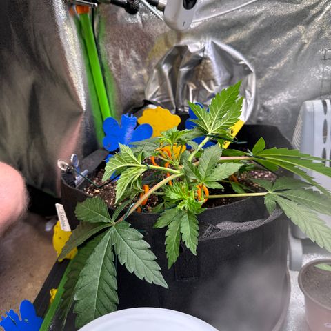 Pineapple Express growlog timeline photo