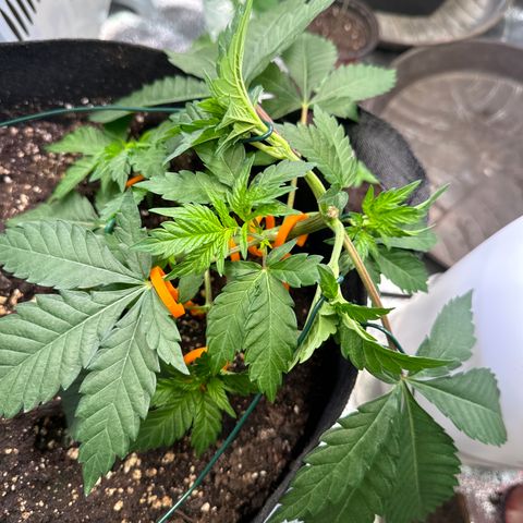 Pineapple Express growlog timeline photo