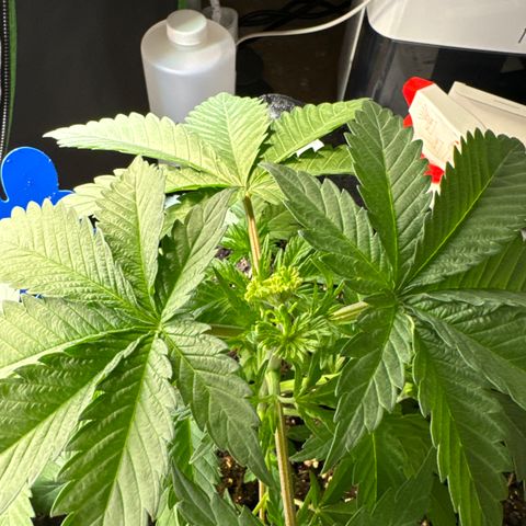 Dos Si Dos 33 #1 growlog timeline photo