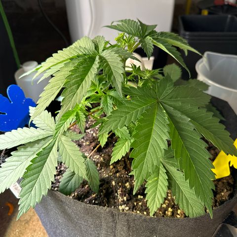 Dos Si Dos 33 #1 growlog timeline photo