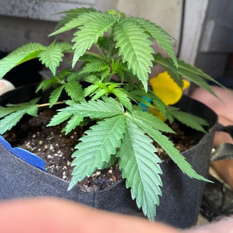 Dos Si Dos 33 #1 growlog timeline photo