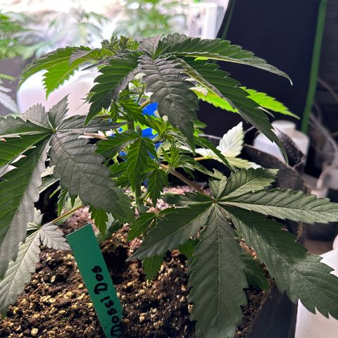 Dos Si Dos 33 #1 growlog timeline photo