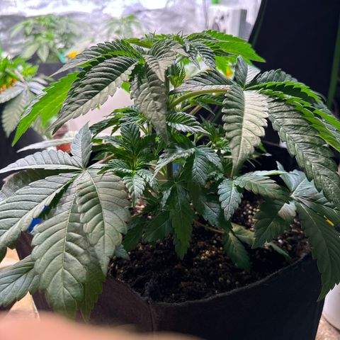 Gorilla Zkittlez #3 growlog timeline photo
