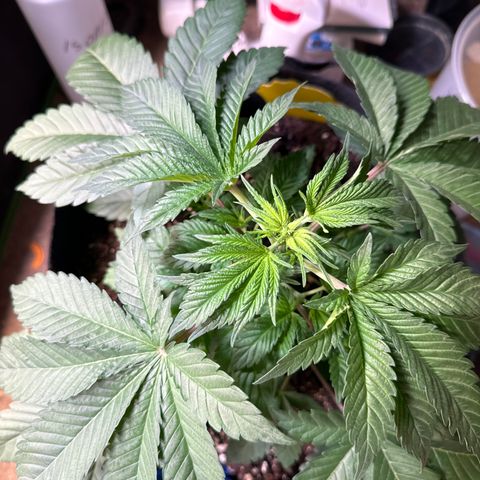 Gorilla Zkittlez #3 growlog timeline photo