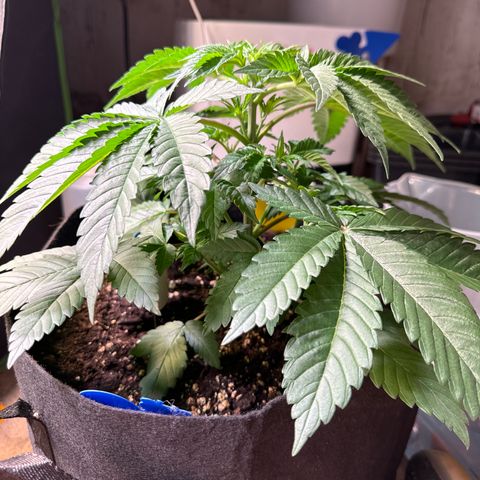 Gorilla Zkittlez #3 growlog timeline photo