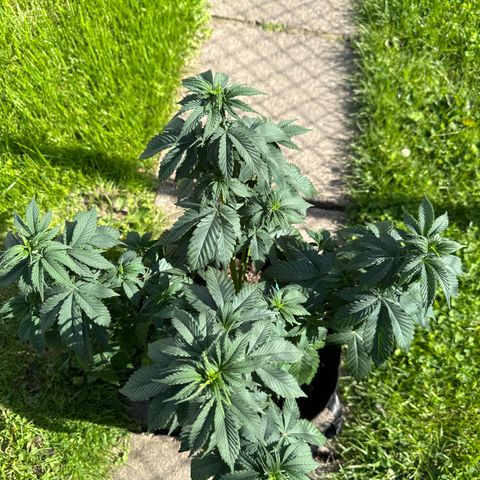 Dos Si Dos 33 #2 growlog timeline photo