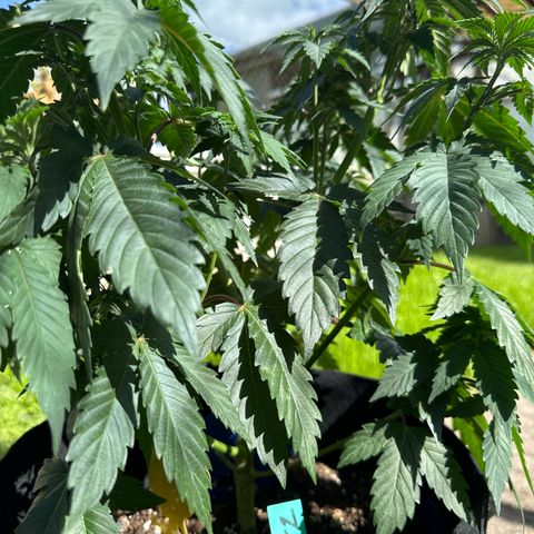 Dos Si Dos 33 #2 growlog timeline photo