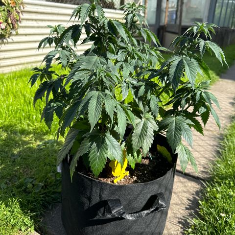 Dos Si Dos 33 #2 growlog timeline photo