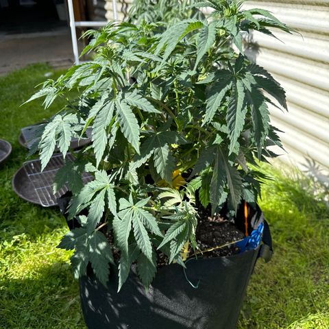 Pineapple Express growlog timeline photo