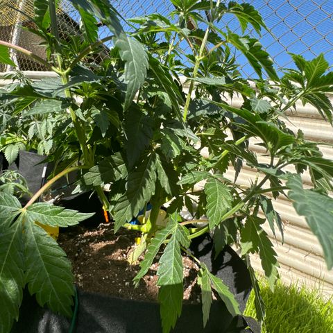 Pineapple Express growlog timeline photo