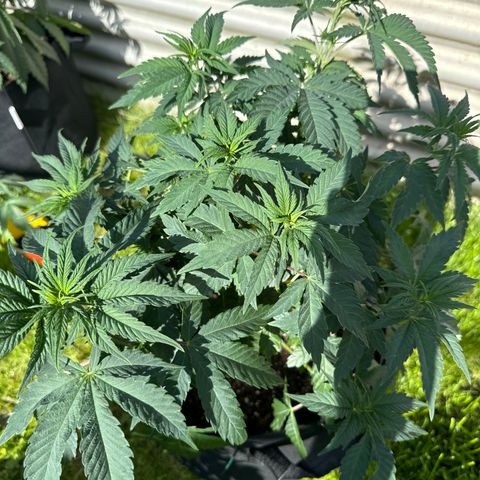 Pineapple Express growlog timeline photo