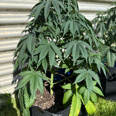 Gorilla Zkittlez #3 growlog timeline photo