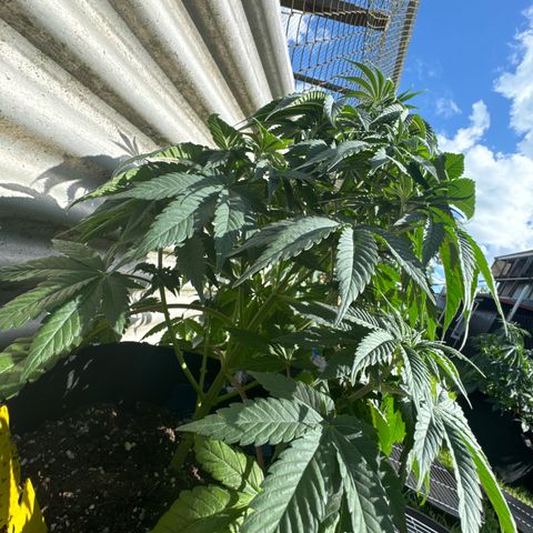 Gorilla Zkittlez #3 growlog timeline photo