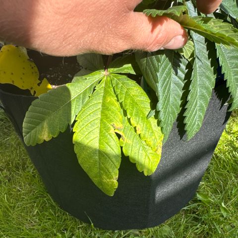 Gorilla Zkittlez #3 growlog timeline photo