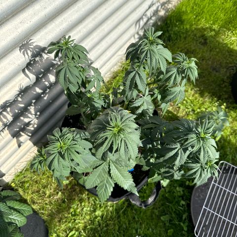 Dos Si Dos 33 #1 growlog timeline photo