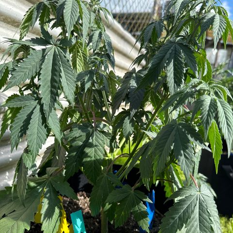 Dos Si Dos 33 #1 growlog timeline photo