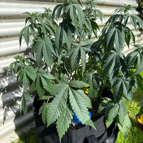 Dos Si Dos 33 #1 growlog timeline photo