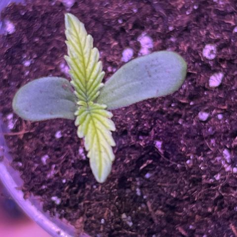 Cream  growlog timeline photo