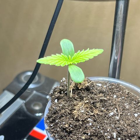 Cream  growlog timeline photo