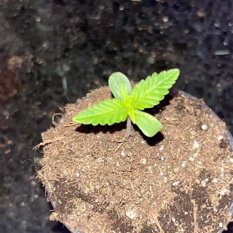 Cream  growlog timeline photo