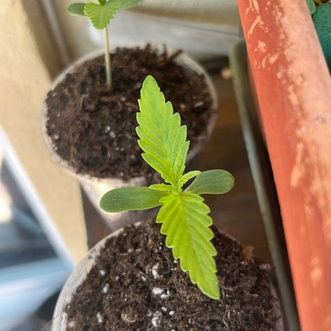 Cream  growlog timeline photo