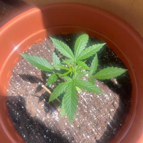 Cream  growlog timeline photo