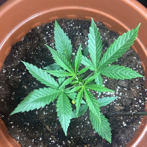 Cream  growlog timeline photo