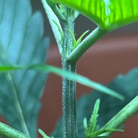 Cream  growlog timeline photo