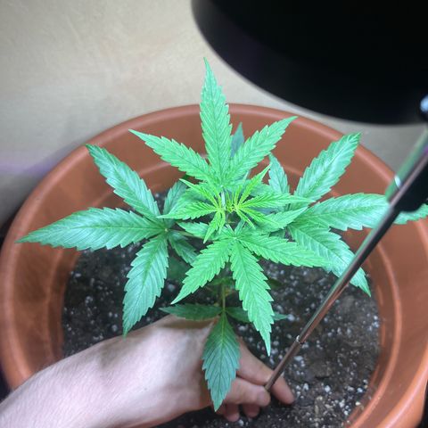 Cream  growlog timeline photo