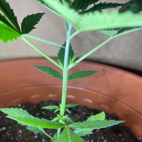 Cream  growlog timeline photo