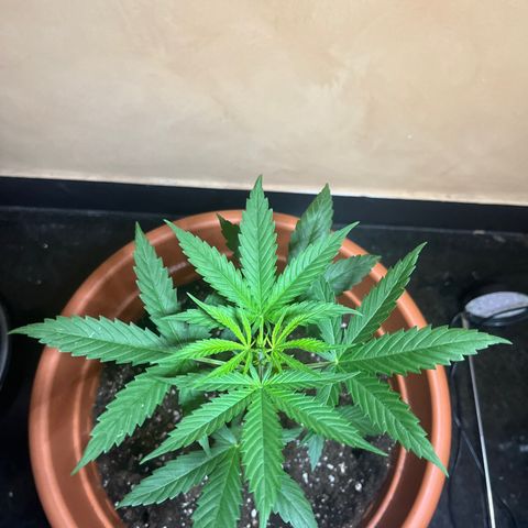 Cream  growlog timeline photo