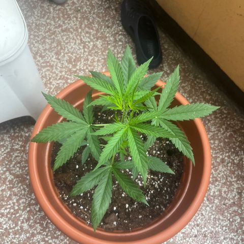 Cream  growlog timeline photo