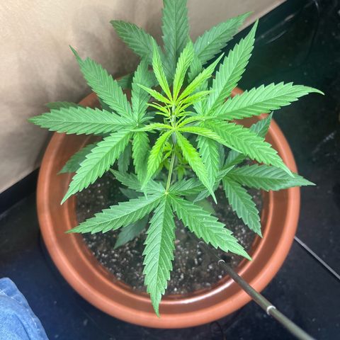 Cream  growlog timeline photo