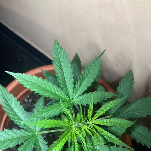 Cream  growlog timeline photo