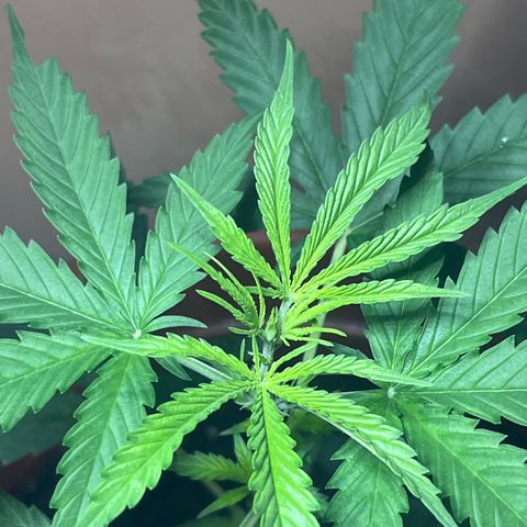Cream  growlog timeline photo