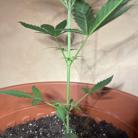 Cream  growlog timeline photo