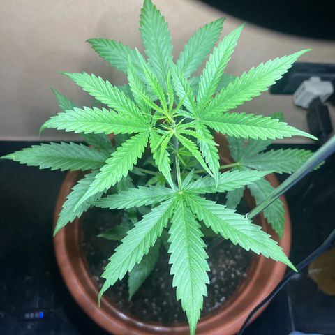Cream  growlog timeline photo