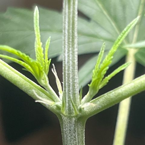 Cream  growlog timeline photo