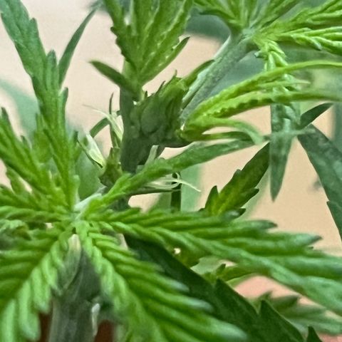 Cream  growlog timeline photo