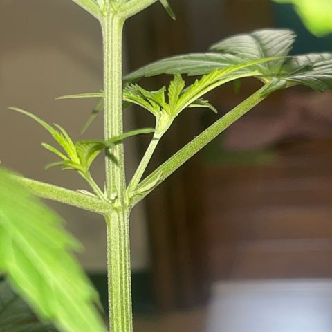 Cream  growlog timeline photo