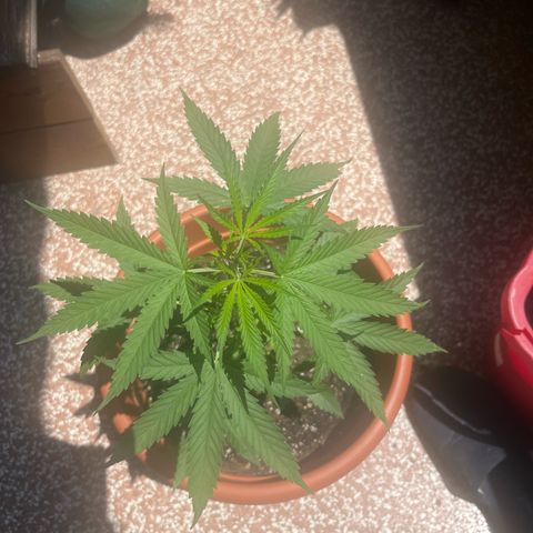 Cream  growlog timeline photo